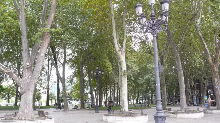 Plátanos de sombra (Platanus sp.). Pere prlpz / Wikimedia Commons, CC BY-SA