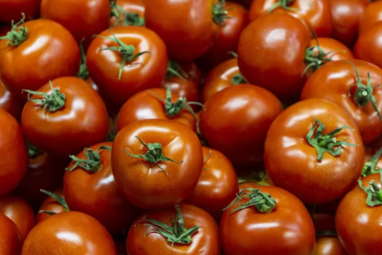 El jitomate mexicano, motor agroexportador y base de nuestra cocina, enfrenta un arancel de 20.91%