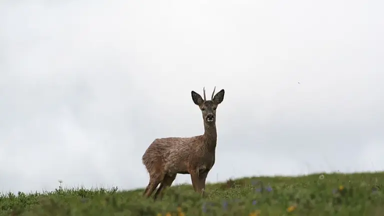 Parque Nacional Peneda en Portugal