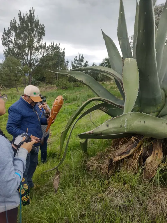 Degustación del pulque de Tlaxcala