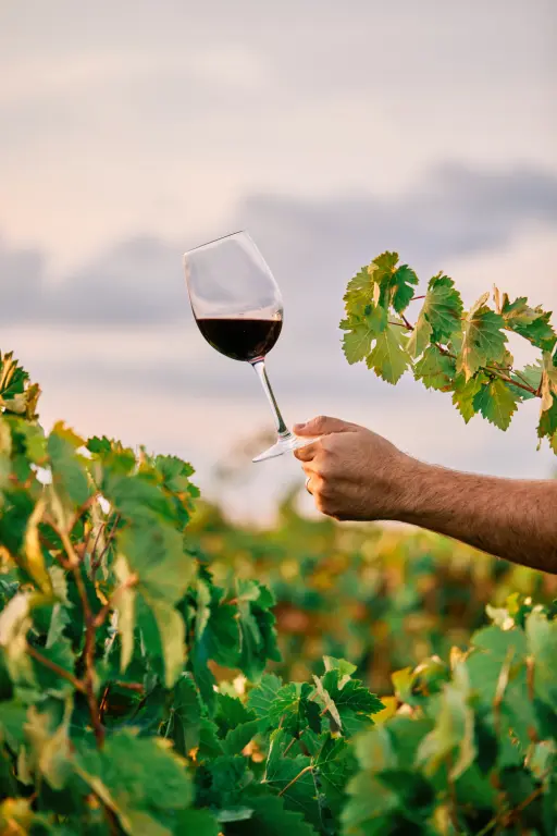 A vertical shot of a person holding a glass of wine in the vineyard under the sunlight