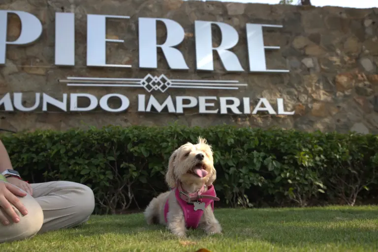 D'arcy otra mascota participante del Acapulcazo Perruno 2025.