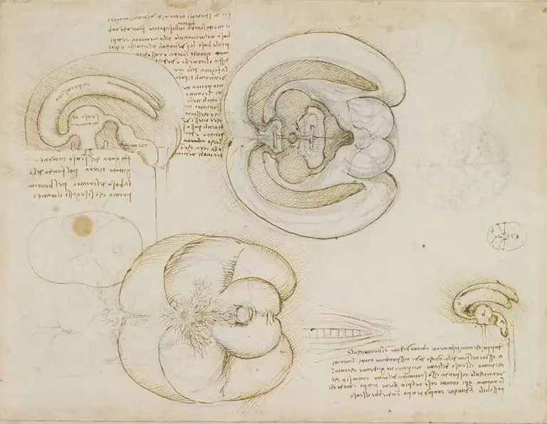 Dibujo de Leonardo Da Vinci de lo que se cree el método para rellenar de cera el cráneo de un buey para estudiar su anatomía y funciones.