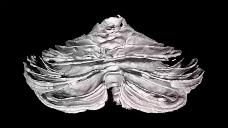 Reconstrucción en 3D de la segmentación de la sustancia blanca del cerebelo obtenida mediante DeepCERES.