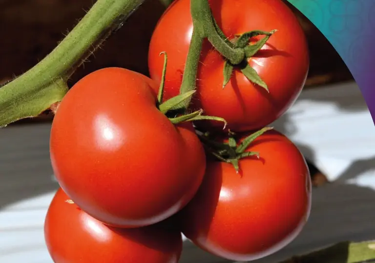 Tomate Bola