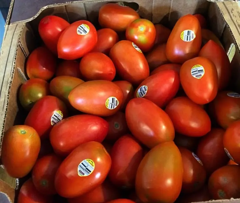 tomate saladett