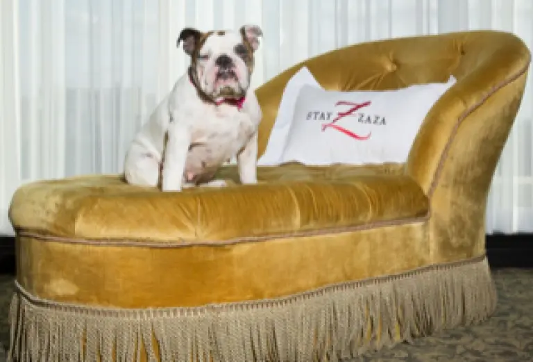 En el segmento más alto, hoteles como ZaZa permiten el ingreso de mascotas.