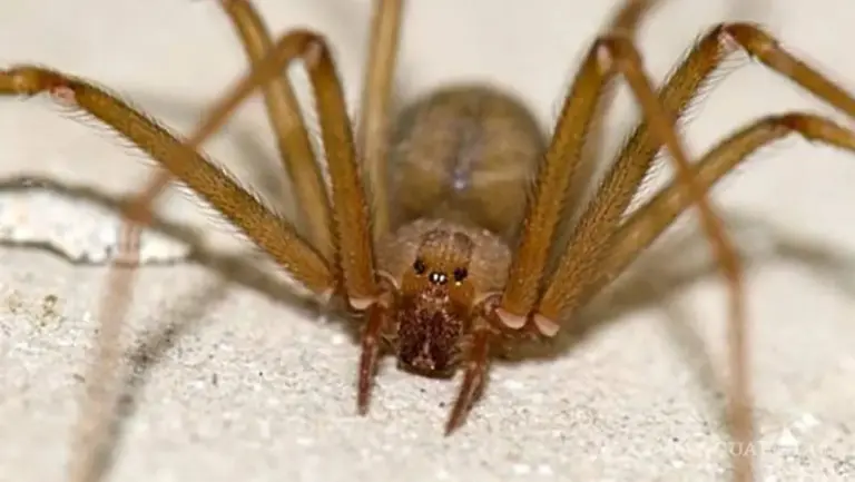 Araña.