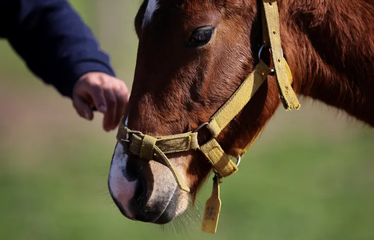 Un cuidador acaricia a uno de los primeros caballos genéticamente modificados del mundo.
