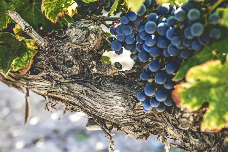 Vinos