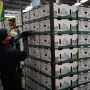 El empleo en el sector agropecuario impulsó la generación de plazas en junio. Foto: Cuartoscuro