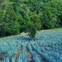 Campos magueros en Sola de Vega, Oaxaca. Foto EE: Especial