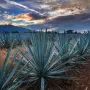 Campos de agave azul, en Tequila, Jalisco.