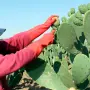 Cosecha de Tuna.