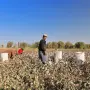 México no está haciendo cumplir de manera efectiva su prohibición de importar productos fabricados con trabajo forzoso, pese contar con medidas legales desde 2023 para hacerlo, de acuerdo con la investigación de la Representación Comercial Estados Unidos